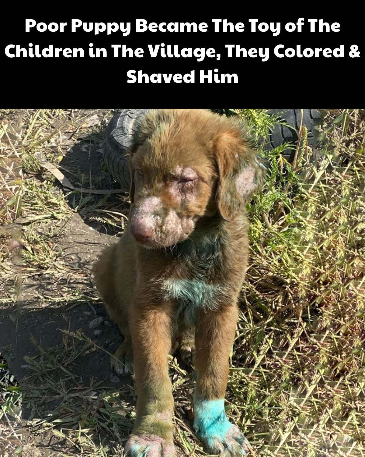 From Cruelty to Kindness: The Journey of Dyoma the Puppy