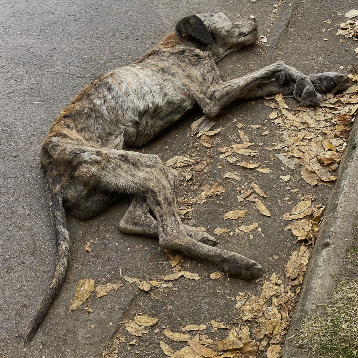 Hope’s Journey: From Abandonment to a Life of Love